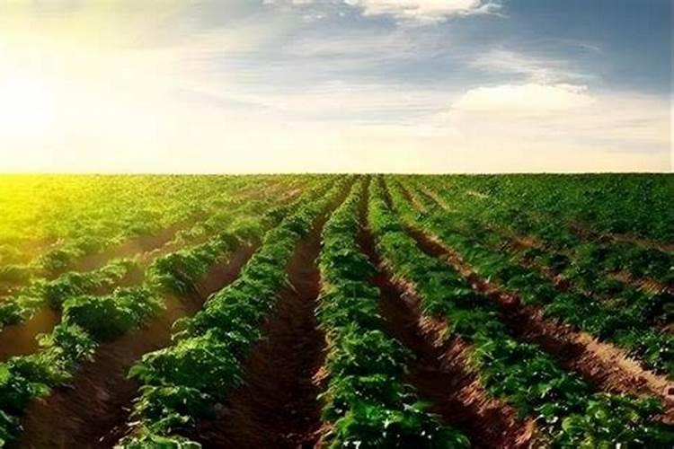 高塔复合肥和针剂水溶肥呢区别