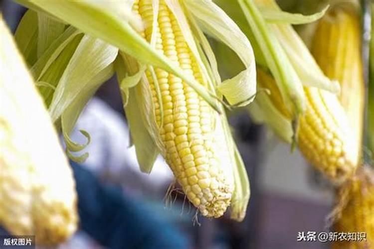 玉米吐穗期打啥叶面肥好