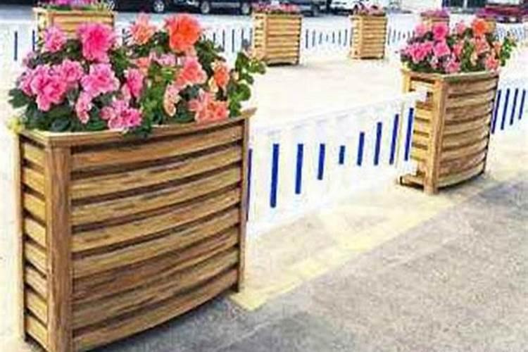 四季桂花的养殖方法