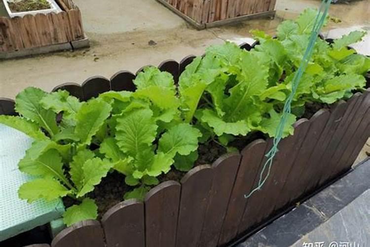 2米高的镇宅花,一问竟是芋头,拎出一看,满盆小芋头!