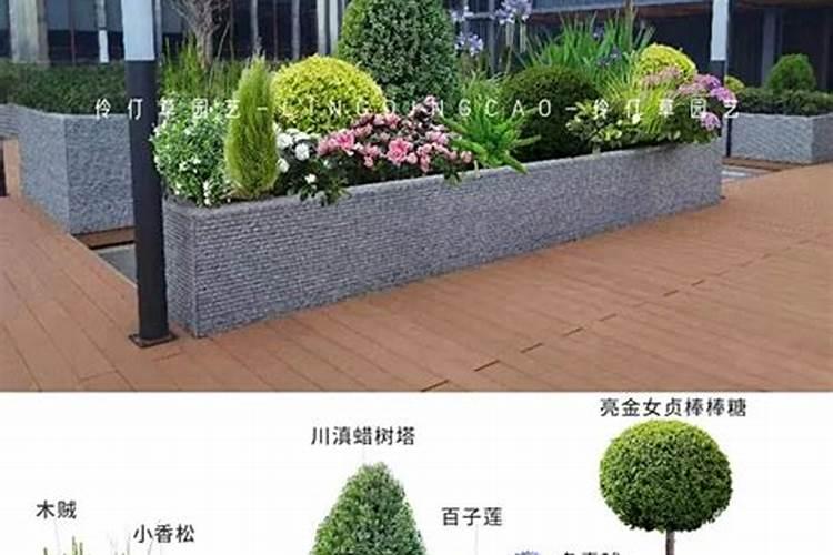 草莓籽怎么种植方法在家