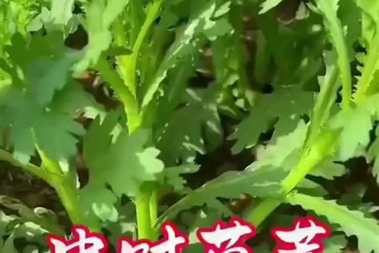 俄罗斯阿康复合肥三个16是什么意思