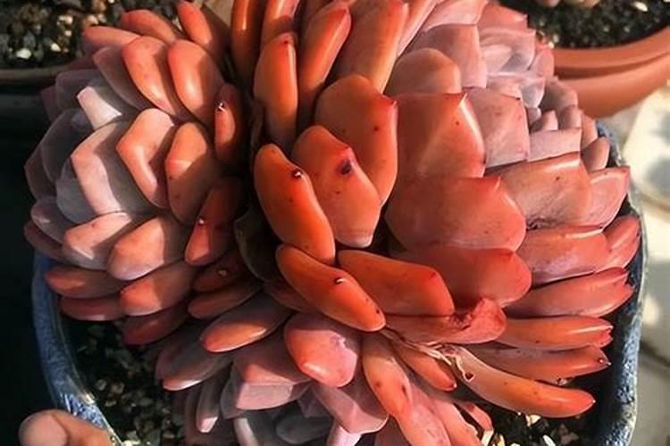 多肉植物施什么肥容易爆盆