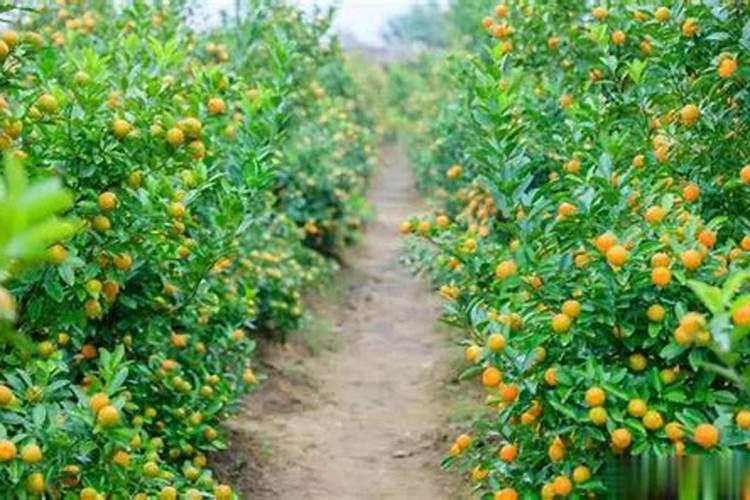 西瓜高产施肥技巧