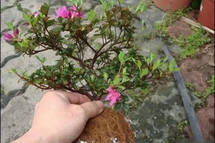 杜鹃花的施肥时间和方法