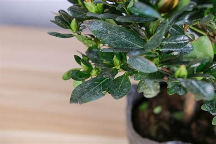 如何养好杜鹃花盆栽