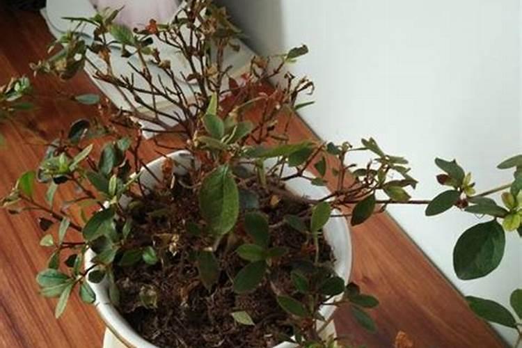 怎样才能养好杜鹃花呢？