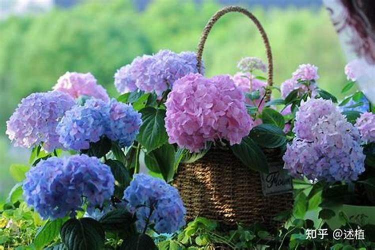 无尽夏绣球花施什么肥