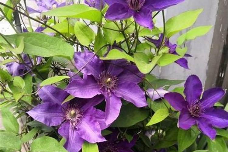 十大禁止农药名单