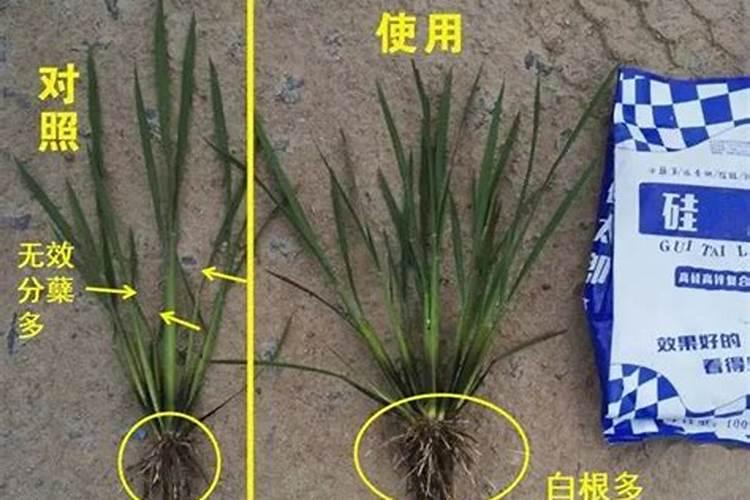 水稻打叶面肥是早上好还是下午好？