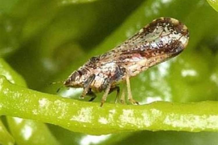 柑橘栽培的八大技巧你不知道的柑橘种植方法