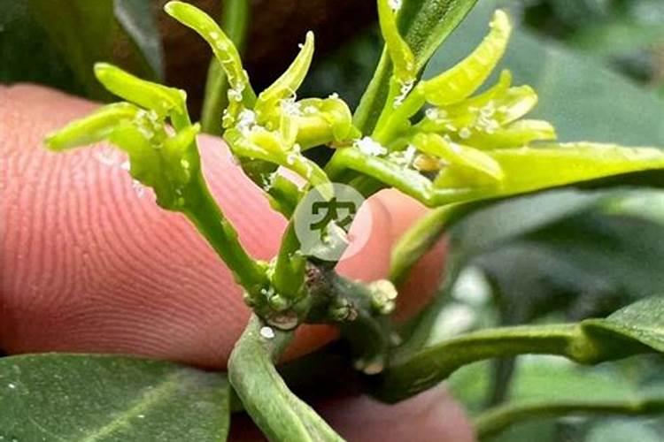 如何以最低成本应对柑橘的病虫害？