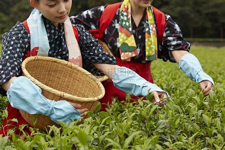 芸乐收叶面肥怎么样？可以茶叶喷洒吗？