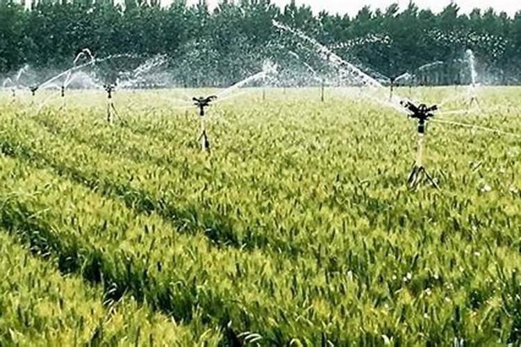小满能浇小麦吗 是用滴灌好还是喷灌好？