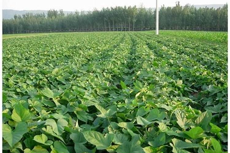 盆栽石斛兰花的叶面肥哪那种好 盆栽石斛兰花的叶面用什么肥料好百度知 ...