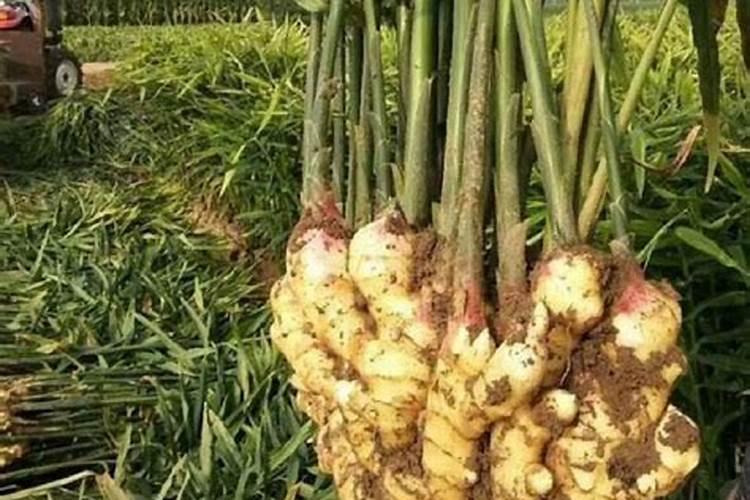 避免大姜蹿苗子及管理措施