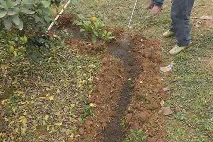 尿素当叶面肥使用方法