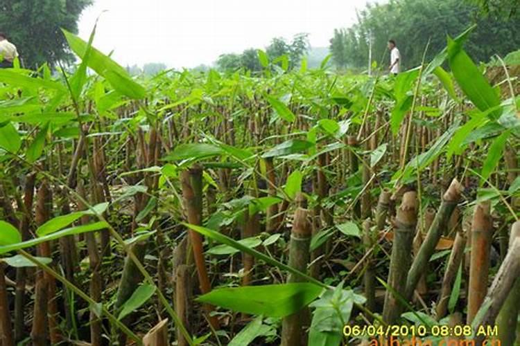 大叶麻竹施用农家肥效果好不好？