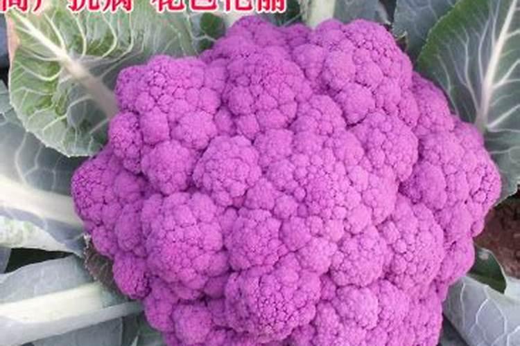 硼肥对改善花椰菜品质的重要作用及施用方法有哪些？