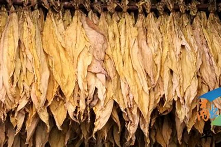 怎样种植烤烟产量高