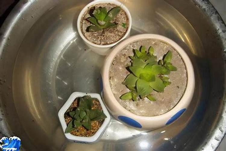 水溶肥给花怎样使用