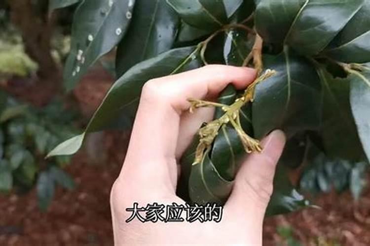 荔枝开花施什么肥