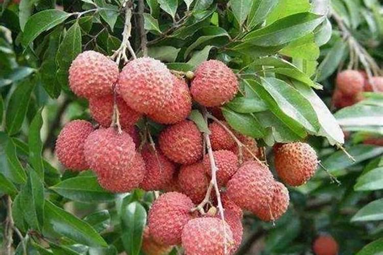 荔枝开花施什么肥