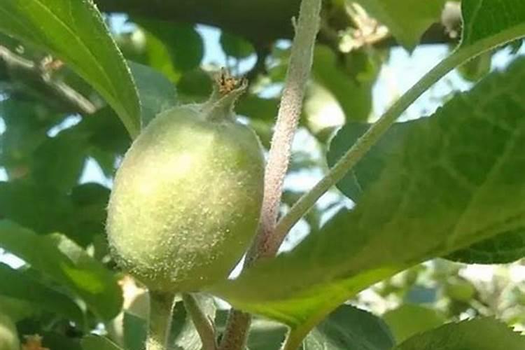 苹果树缺氮磷钾的症状及防治方法