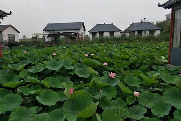 莲子种植的四季养护技术 太空莲