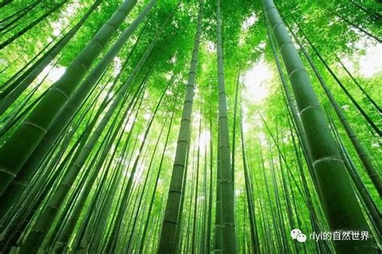 凤尾竹的施肥方法(凤尾竹的施肥技巧,如何科学养护,让竹子绿意盎然)