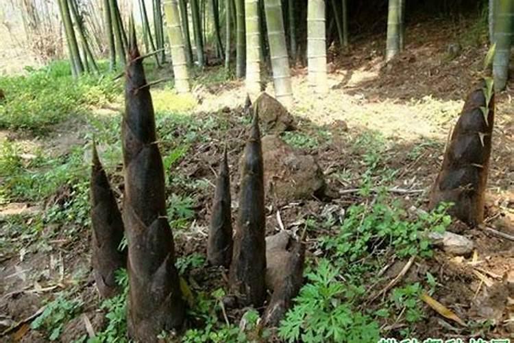 竹子施肥用什么肥料