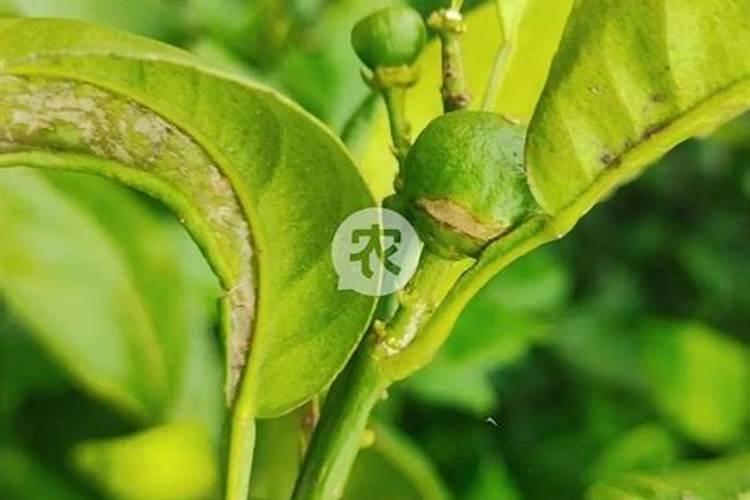 膨果用氮肥还是钾肥