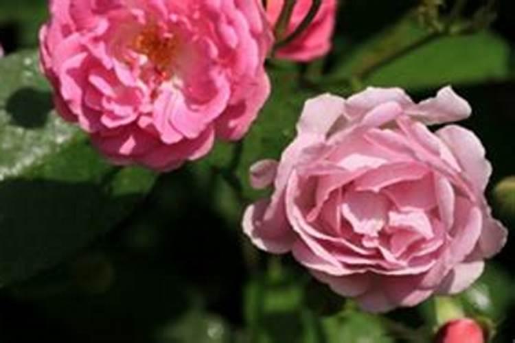 刚发芽的蔷薇花可以施鸡屎吗？