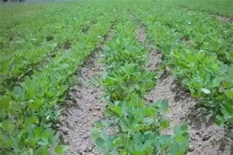 花生施硼肥的最佳时期