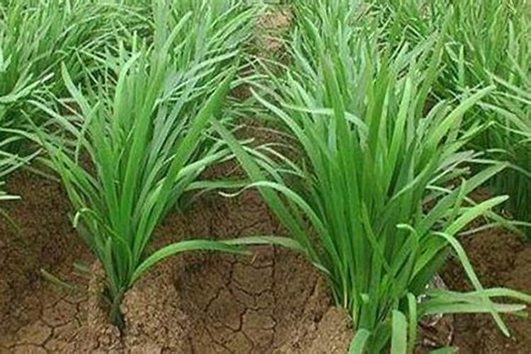 种植韭菜的最佳施肥时间 施什么肥更高产