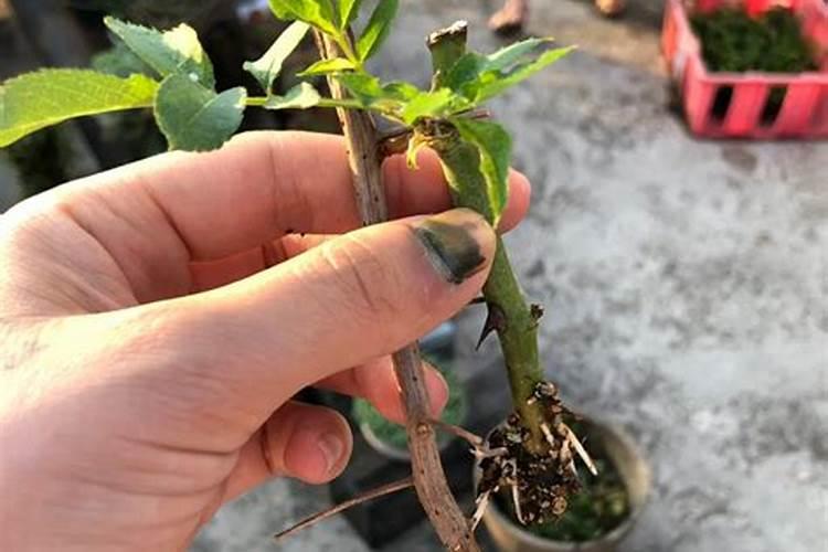 杜鹃花怎么施肥,杜鹃花施肥方法与养护技巧