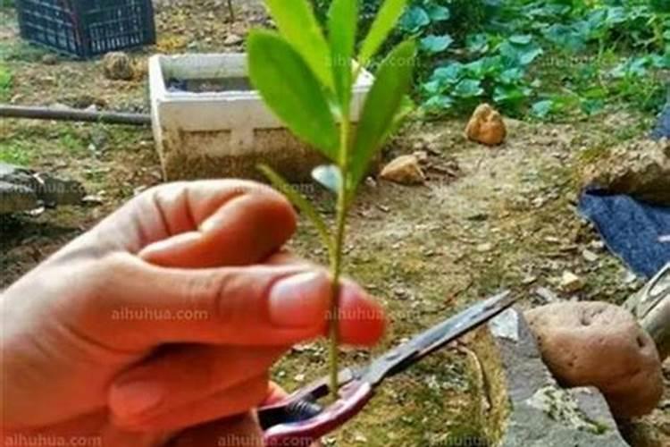 杜鹃花怎么施肥 杜鹃花施肥方法与养护技巧