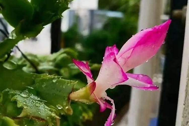 长寿花施什么肥最好