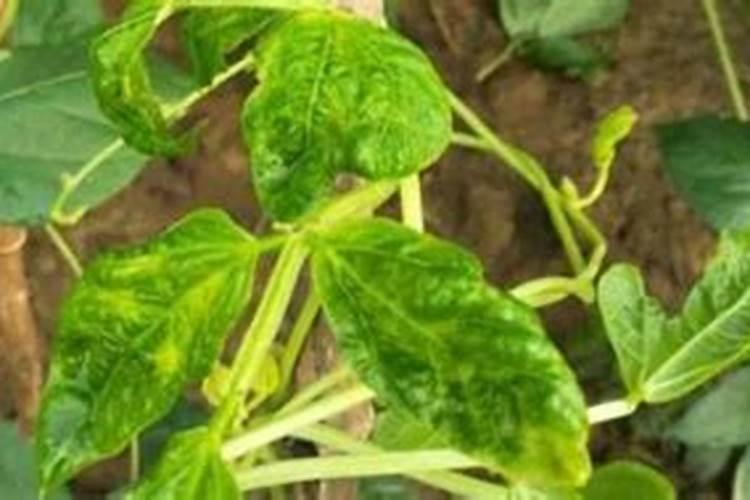 豆角嫩叶卷曲皱巴巴