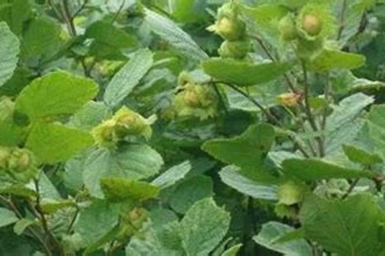 榛子树能长多大