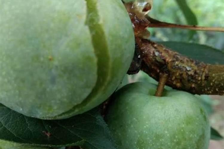 大棚种果菜常常出现裂果现象,如何解决？