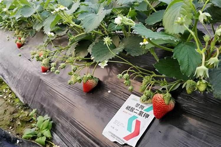 为什么铁能被溶解？