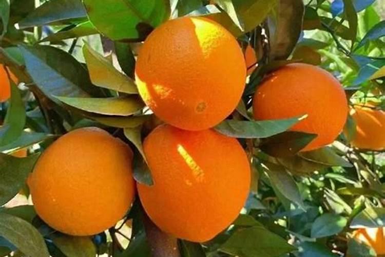 脐橙什么时候施脐橙水溶肥 施脐橙水溶肥方法有哪些