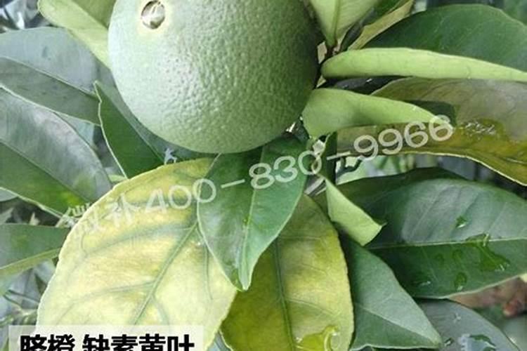 赣南脐橙坐果期是否还需要施肥
