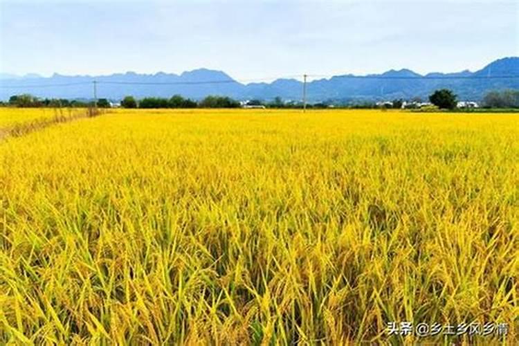 水稻施钾肥正确方法