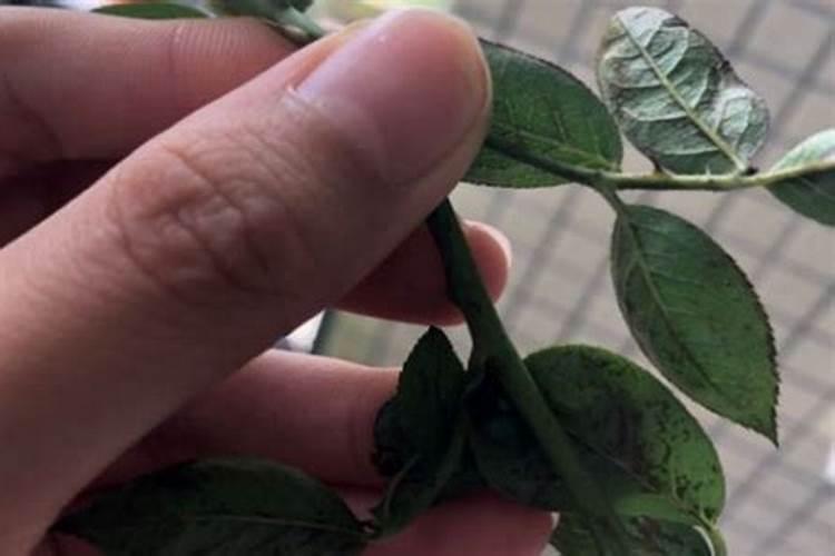 月季不开花只长叶子怎么办