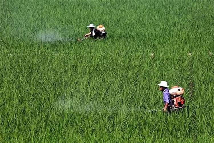 农药和化肥如何正确混用？避开这些禁忌