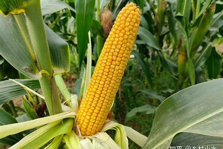 玉米苗黄苗弱喷什么叶面肥好