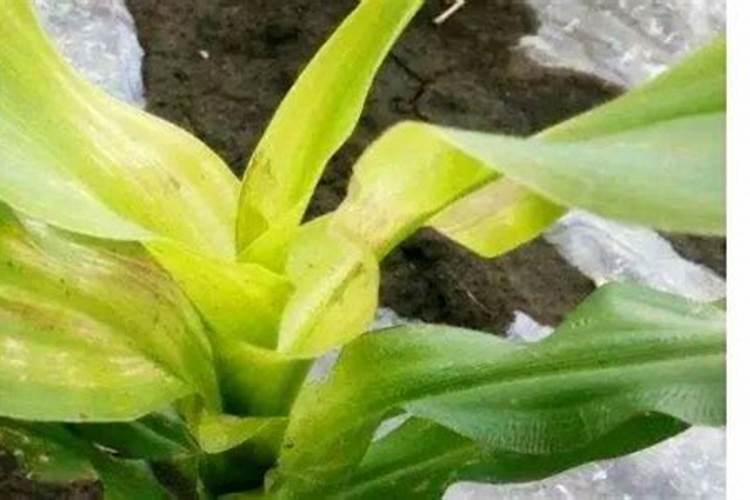 玉米叶子发黄干枯怎么办