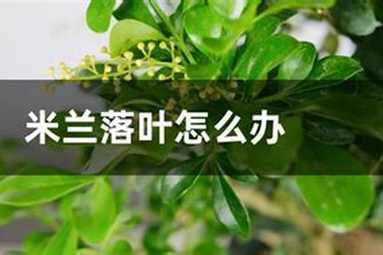 米兰为什么掉叶子掉那么厉害啊,是缺水还是肥多了？